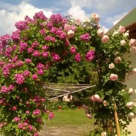 Tar Lak Vendégház Hajdúszoboszló - Medence/kert