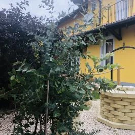 Villa Toscana Hajdúszoboszló - Medence/kert