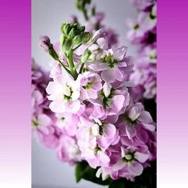 Viola Apartman Hajdúszoboszló - Egyéb