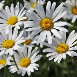 Zsindelyes Vendégház Hajdúszoboszló - Egyéb