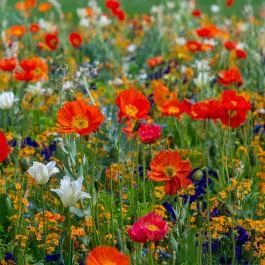 Zsindelyes Vendégház Hajdúszoboszló - Egyéb