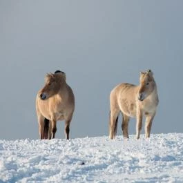 Zselicvölgy Szabadidőfarm Hajmás - Egyéb