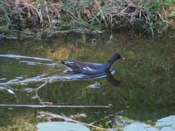 Szigeti Csárda Harkány