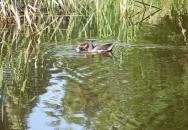 Szigeti Csárda Harkány