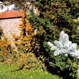 Ametiszt Hotel Harkány - Medence/kert