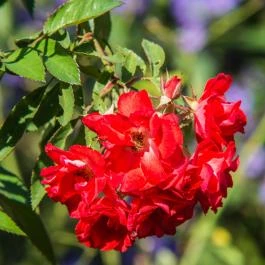 Hotel Harka Harkány - Egyéb