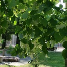 No Stress Panzió Harkány - Medence/kert