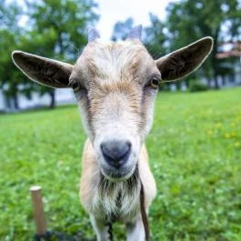 Termál Apartmanok & Kemping Harkány Harkány - Medence/kert