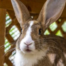 Termál Apartmanok & Kemping Harkány Harkány - Medence/kert
