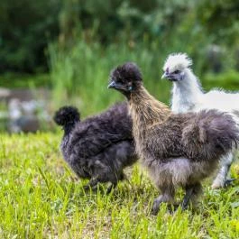 Termál Apartmanok & Kemping Harkány Harkány - Medence/kert