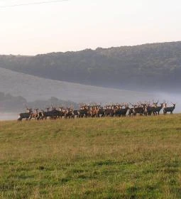 Bőszénfai Szarvasfarm