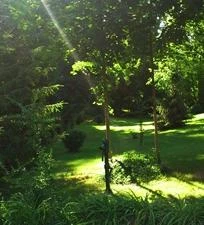 Park Panzió étterme