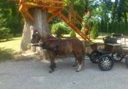 Park Panzió Hédervár