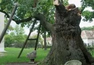 Hédervár - Hédervári Árpád-tölgy