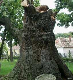 Hédervári Árpád-tölgy