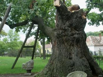 Hédervári Árpád-tölgy Hédervár