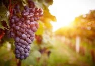 Hercegkút - Kőporosi pincesor