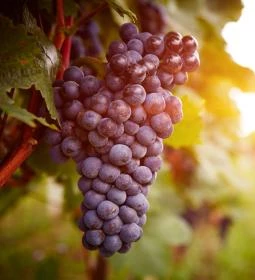 286. legjobb látnivaló: Kőporosi pincesor