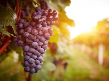 Kőporosi pincesor Hercegkút