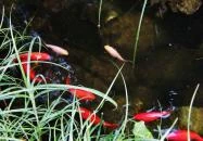 Aranyhal Apartman Hévíz