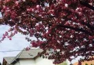 Edit Apartman Hévíz