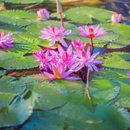 Hunguest Hotel Panoráma Hévíz - Egyéb