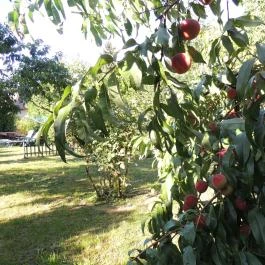 Ilona Villa Hévíz - Egyéb