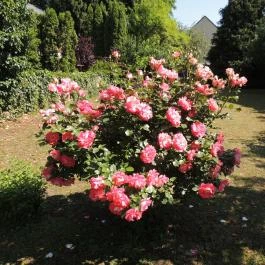 Ilona Villa Hévíz - Egyéb