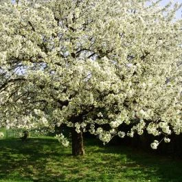 Ilona Villa Hévíz - Egyéb