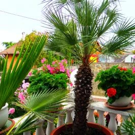 Kristály Apartman Hévíz - Medence/kert