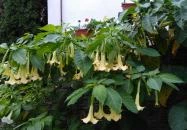 Magdi Panzió Hévíz