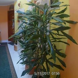 Piroska Apartman Hévíz - Belső
