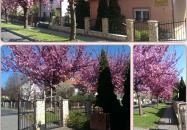 Szécsényi Apartman Hévíz