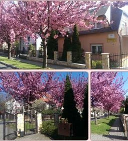 Szécsényi Apartman