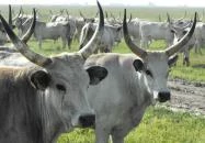 Hortobágy - Hortobágyi Nemzeti Park Látogatóközpont