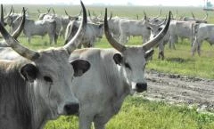 Hortobágyi Nemzeti Park Látogatóközpont