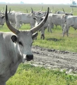 Hortobágyi Nemzeti Park Látogatóközpont