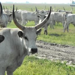 Hortobágyi Nemzeti Park Látogatóközpont Hortobágy - Egyéb