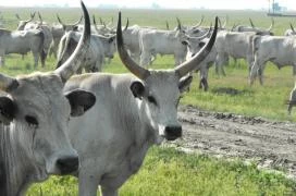 Hortobágyi Nemzeti Park Látogatóközpont Hortobágy
