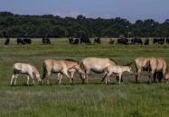 Hortobágyi Nemzeti Park Látogatóközpont Hortobágy