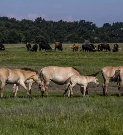Hortobágyi Nemzeti Park Látogatóközpont