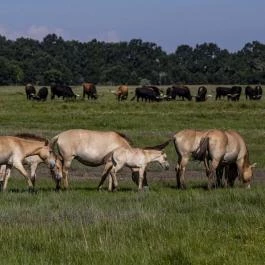 Hortobágyi Nemzeti Park Hortobágy - Egyéb