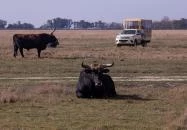 Hortobágyi Vadaspark Hortobágy