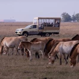 Hortobágyi Vadaspark Hortobágy - Egyéb