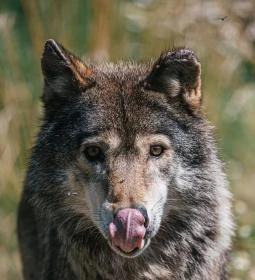 Hortobágyi Vadaspark