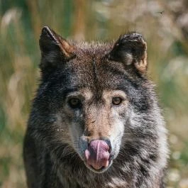 Hortobágyi Vadaspark Hortobágy - Egyéb