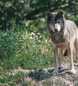 Hortobágyi Vadaspark