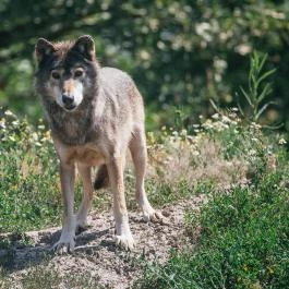 Hortobágyi Vadaspark Hortobágy - Egyéb