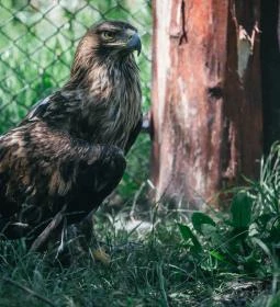 Hortobágyi Vadaspark