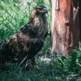 Hortobágyi Vadaspark Hortobágy - Egyéb